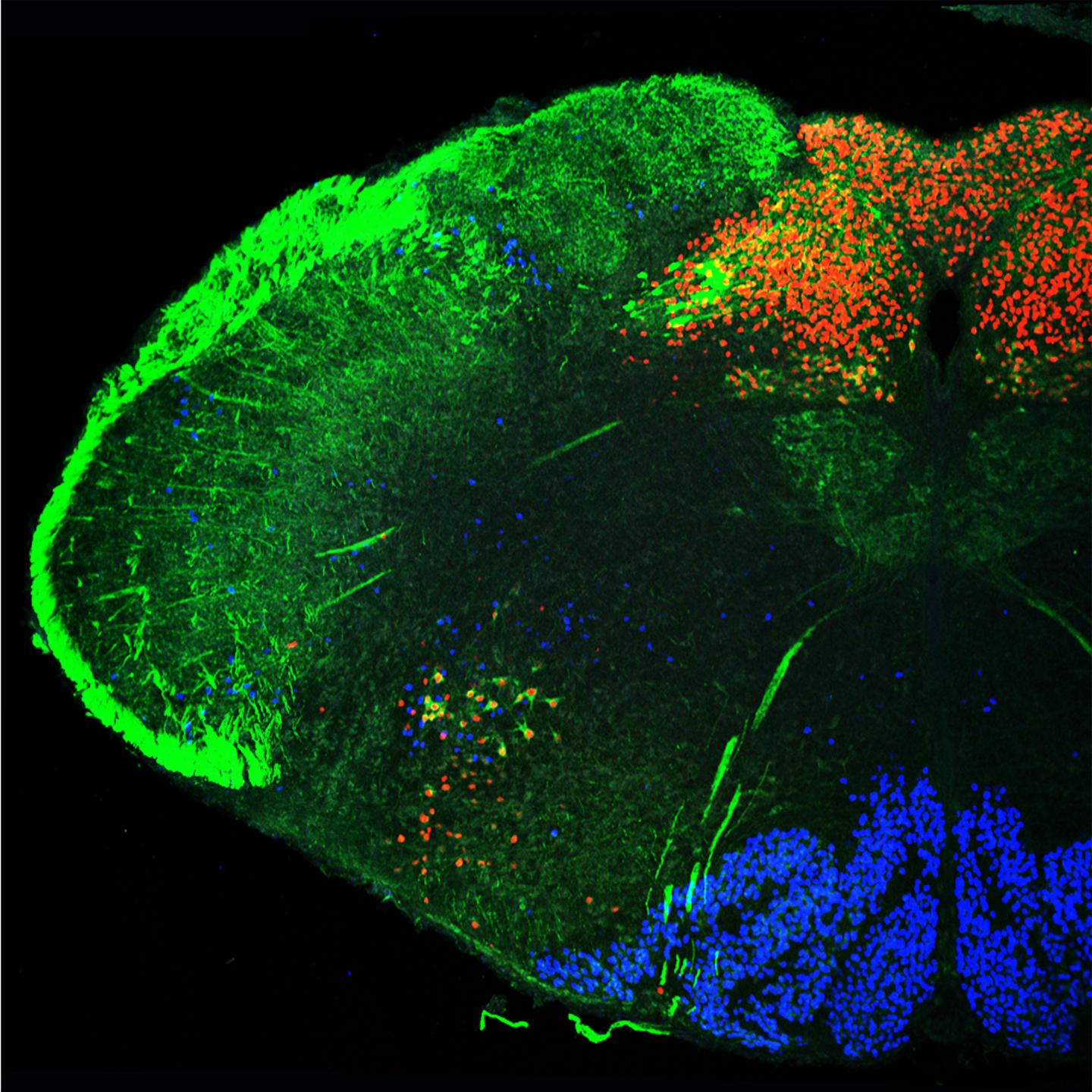Hindbrain of a Mouse