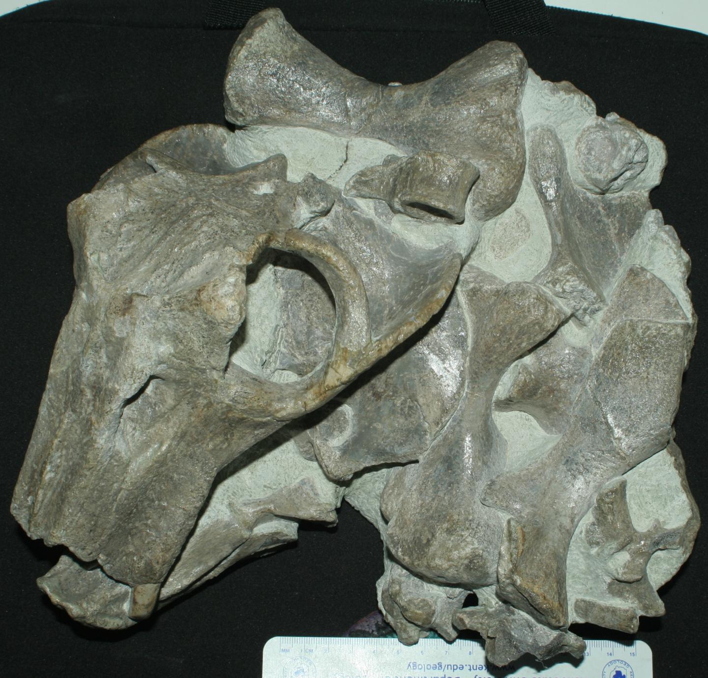 <em>Lystrosaurus</em> Specimen
