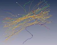Axons in 3-D