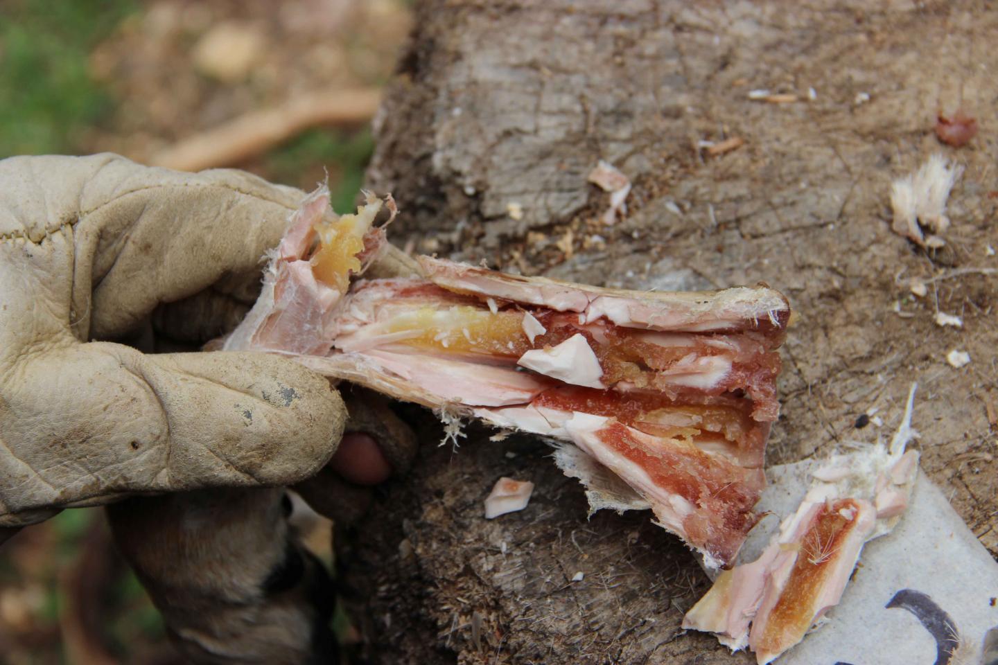 Bone Containing Marrow