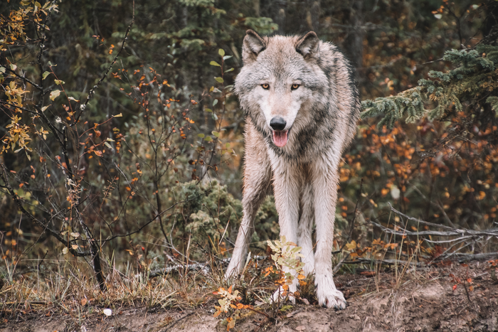 Gray wolf