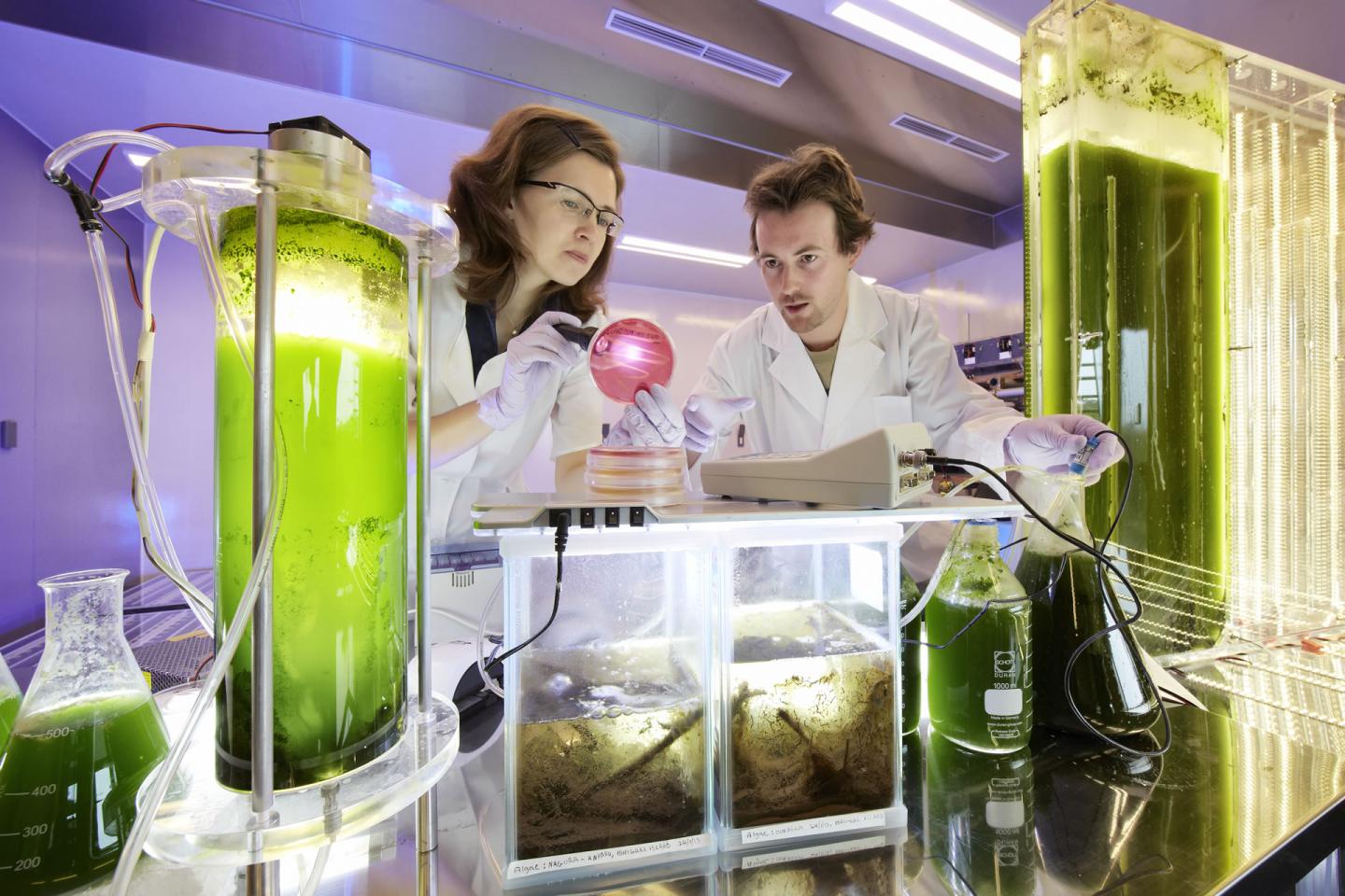 OIST Researchers
