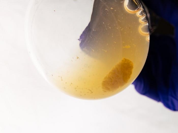 biofilm in flask
