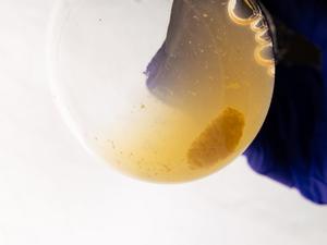 biofilm in flask