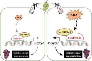 Proposed model depicting the role of VvMYB44 in promoting soluble sugar accumulation in response to ABA in grapes.