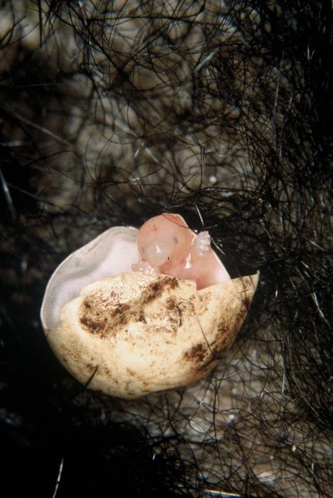 Echidna puggle credit Peggy Rismiller and Michael McKelvey