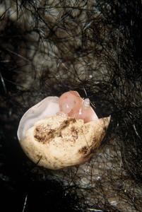 Echidna puggle credit Peggy Rismiller and Michael McKelvey