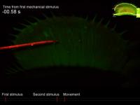 The changes in intracellular calcium concentration of the Venus flytrap