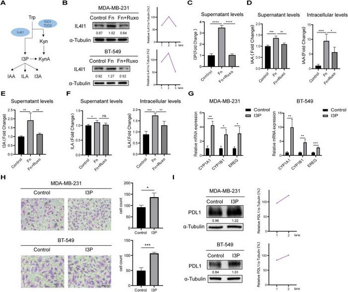 F. nucleatum activates tryptophan metabolism in triple-negative breast cancer (TNBC) cells and promotes cell invasion