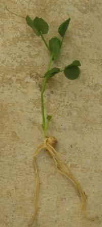 Pea Plant Growth