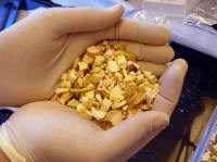 Dried Cycad Chips