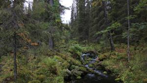 forest management