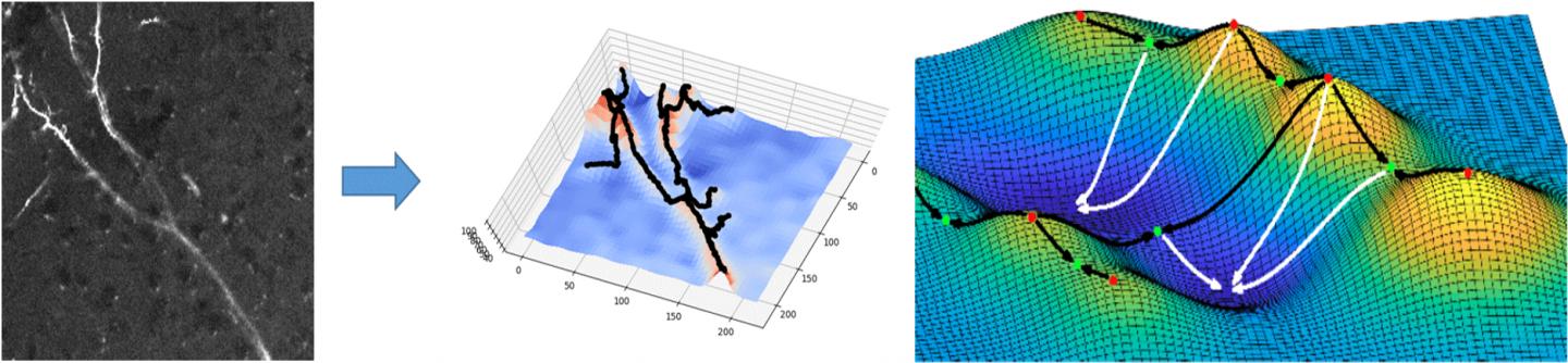 How the "virtual neuroanatomist" traces axonal connections