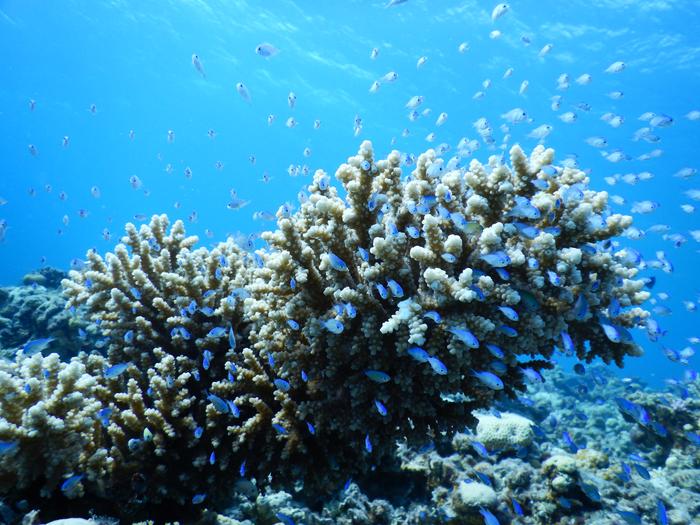 Acropora eurystoma, the Gulf of Aqaba