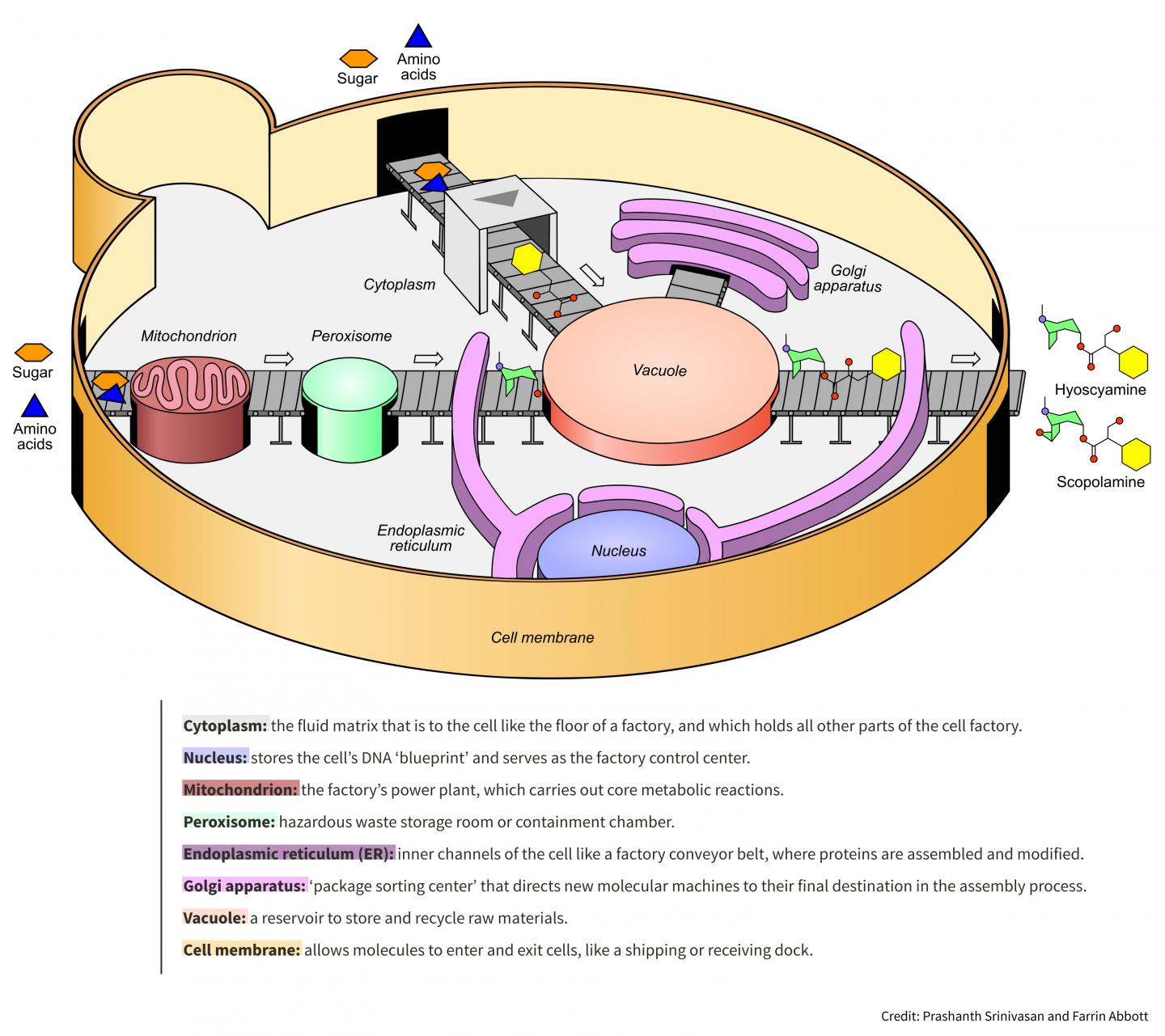 Metabolic engineers turn yeast cells into drug factories