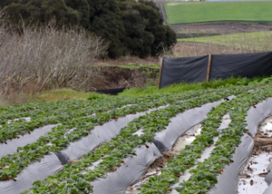 Strawberry farms with nearby natural habitat