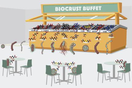Biocrust Microbes Enjoy a Buffet of Metabolites