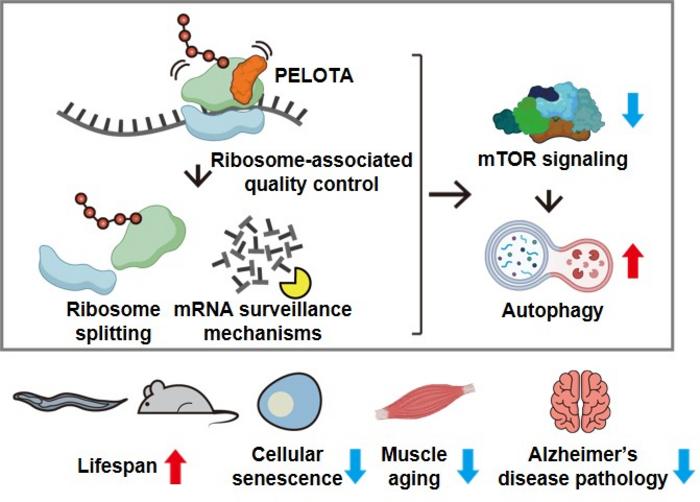 KAIST Identifies Key to Slowing Aging via RNA Regulation... Unlocks Mechanism for Longevity​