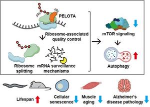 KAIST Identifies Key to Slowing Aging via RNA Regulation... Unlocks Mechanism for Longevity​