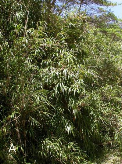 Bamboo