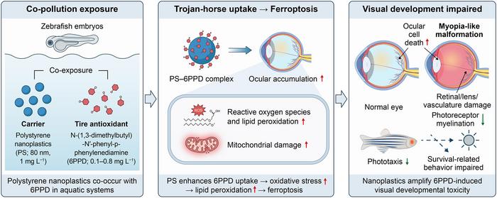 Nanoplastics Act as “Trojan Horses” to Amplify 6PPD-Induced Visual Toxicity.