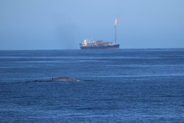 Blue whale