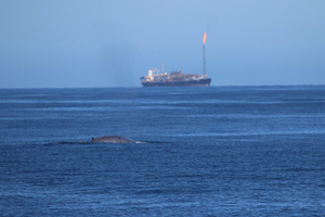 Blue whale