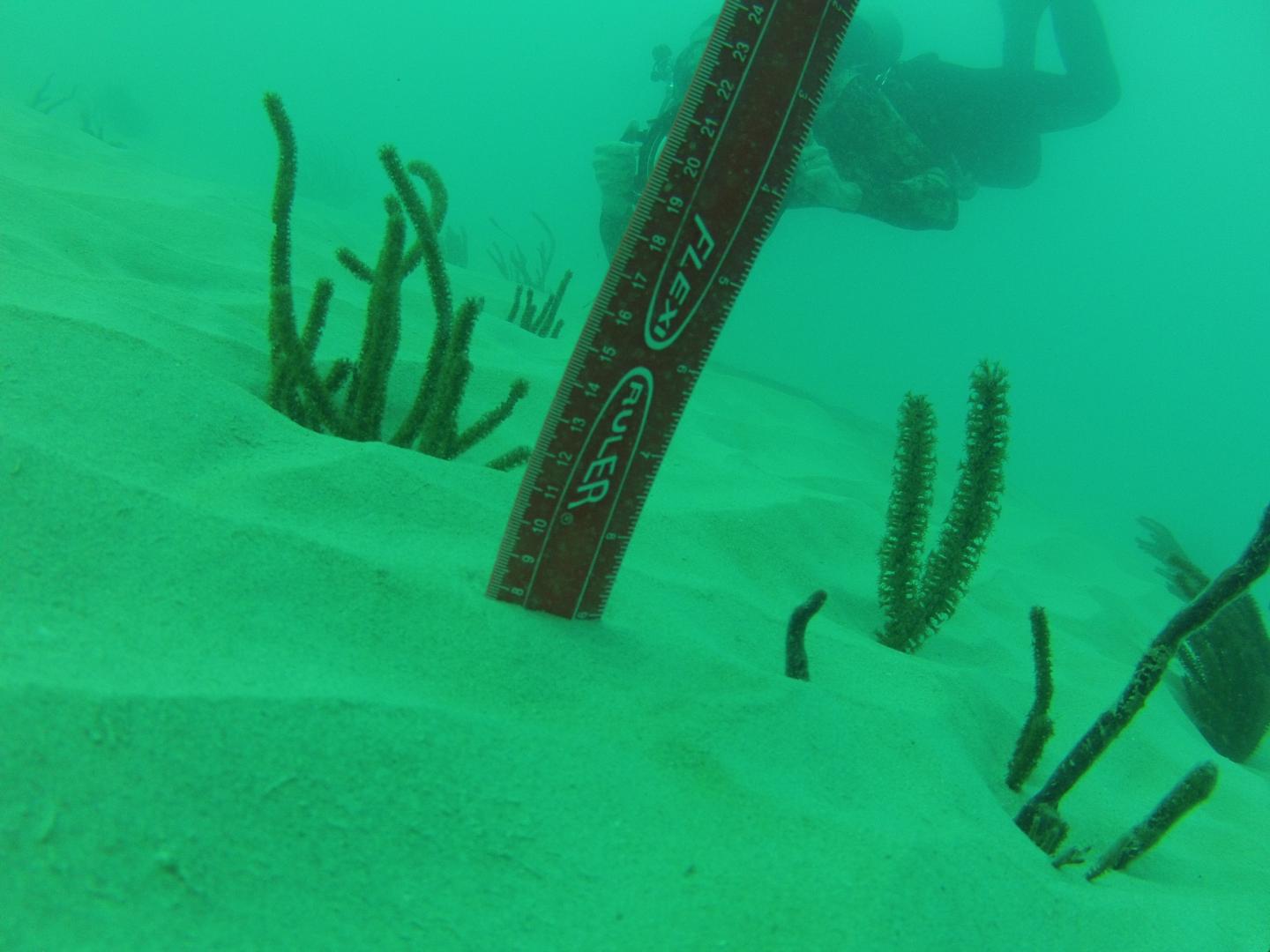 Seawhips