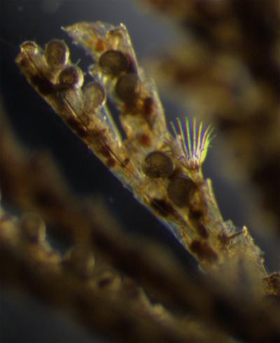 <i>Bugula neritina</i> 1 (of 3)