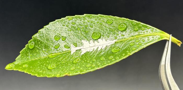 A patterned glycine-based piezoelectric film conforms to the surface of a leaf