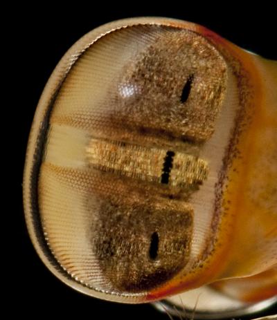 Nothing Sees Color Like the Mantis Shrimp (13 of 18)