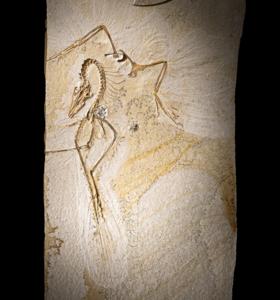 Complete fossil