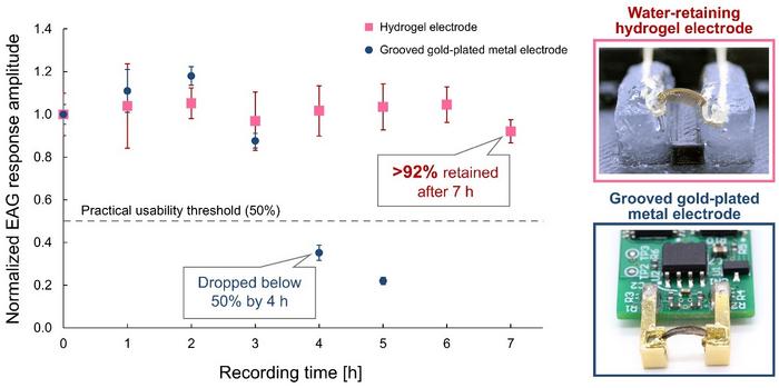 Seven-hour stability of insect-antenna EAG responses using a water-retaining hydrogel electrode