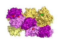 Protein IRE1
