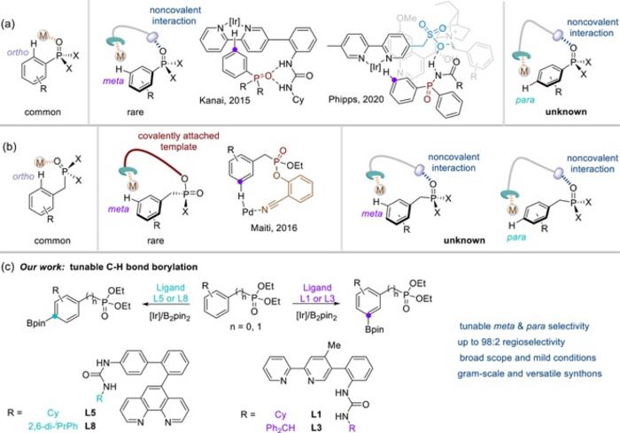 Tunable C–H functionalization of phosphonates. (a) C–H functionalization of aryl phosphonates. (b) C–H functionalization of benzyl phosphonates. (c) Bifunctional ligand-controlled tunable meta- and para-C–H borylation of aryl and benzyl phosphonat