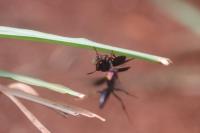 Hunting wasp with pest larva