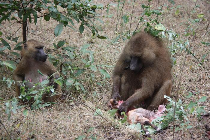 Female Guinea baboon scrutinizes male.