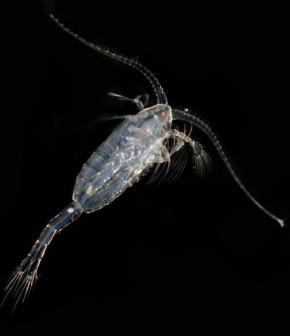 Copepod