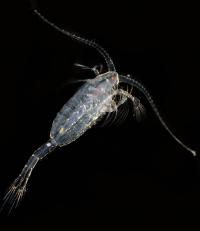 Copepod
