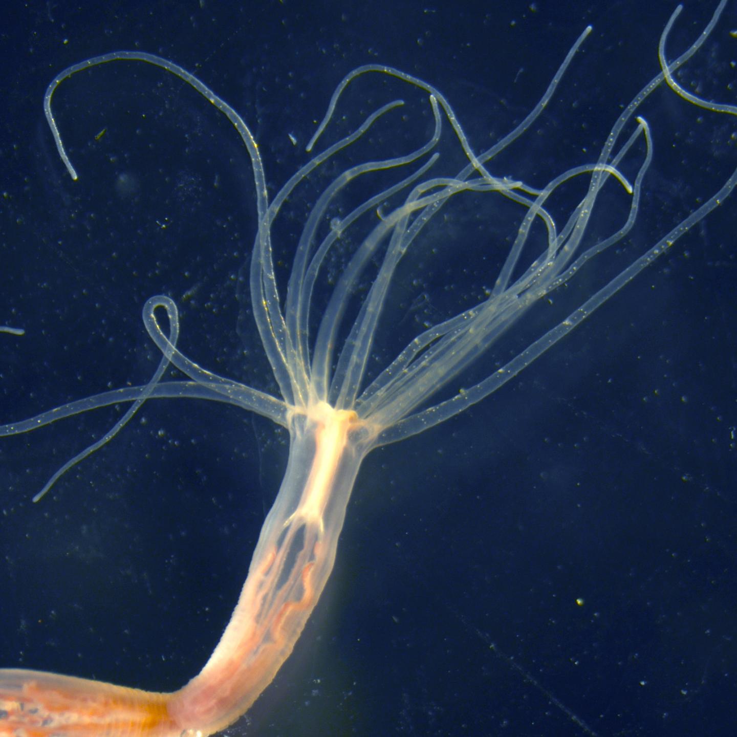 The Nematostella