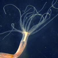 The Nematostella
