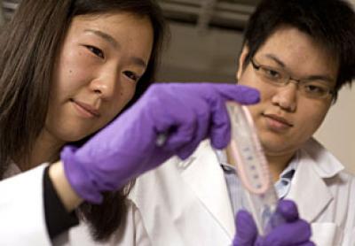 A Better Mesh: Researchers 'Tighten' Body's Protective Coating (2 of 2)
