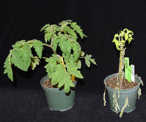 Ptr1 tomato plant