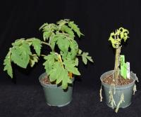 Ptr1 tomato plant