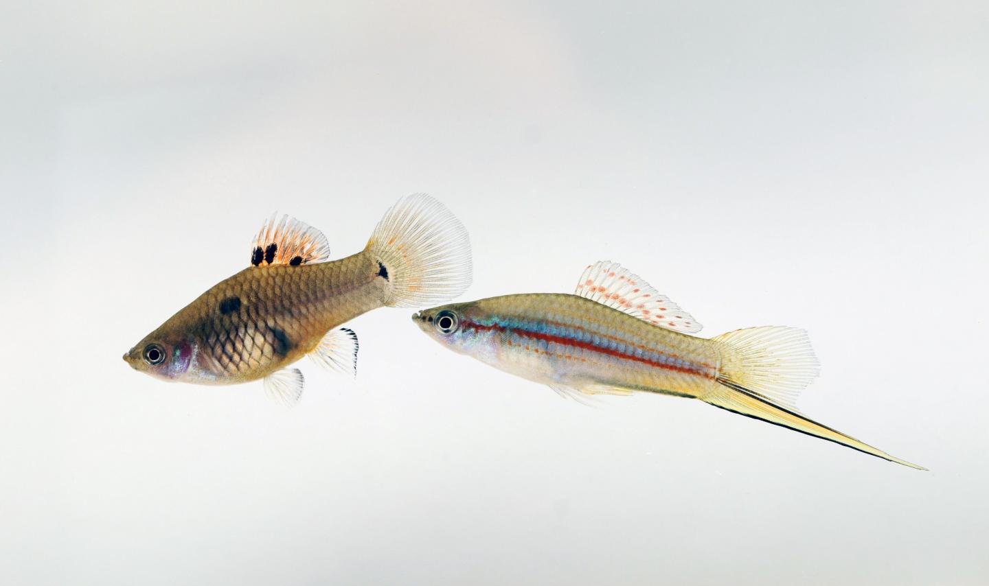 <i>Xiphophorus maculatus hellerii</i> 
