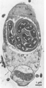 Cyanoraptor replicating inside an attacked cell