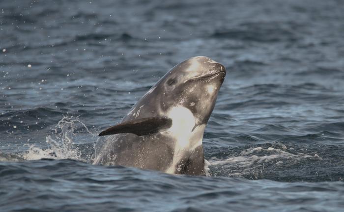 Risso's dolphin