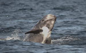 Risso's dolphin