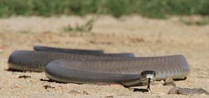 Black Mamba