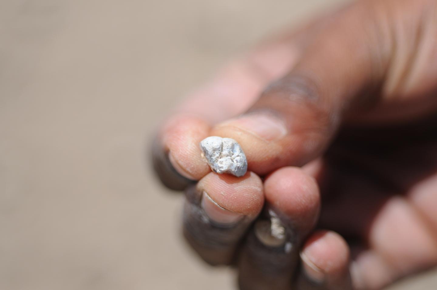 Grass Eater Tooth